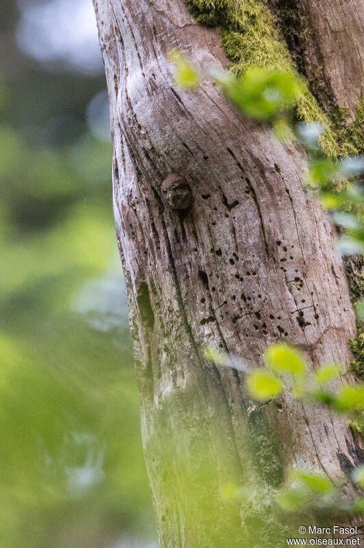 Eurasian Pygmy Owljuvenile, identification, Reproduction-nesting