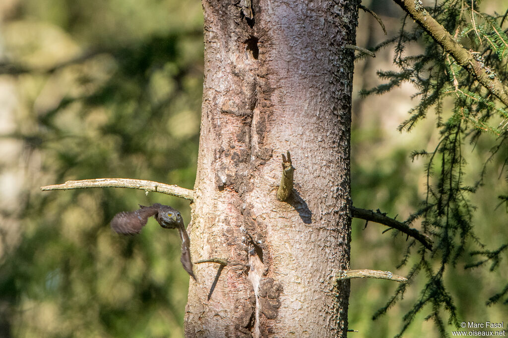 Eurasian Pygmy Owl, Flight