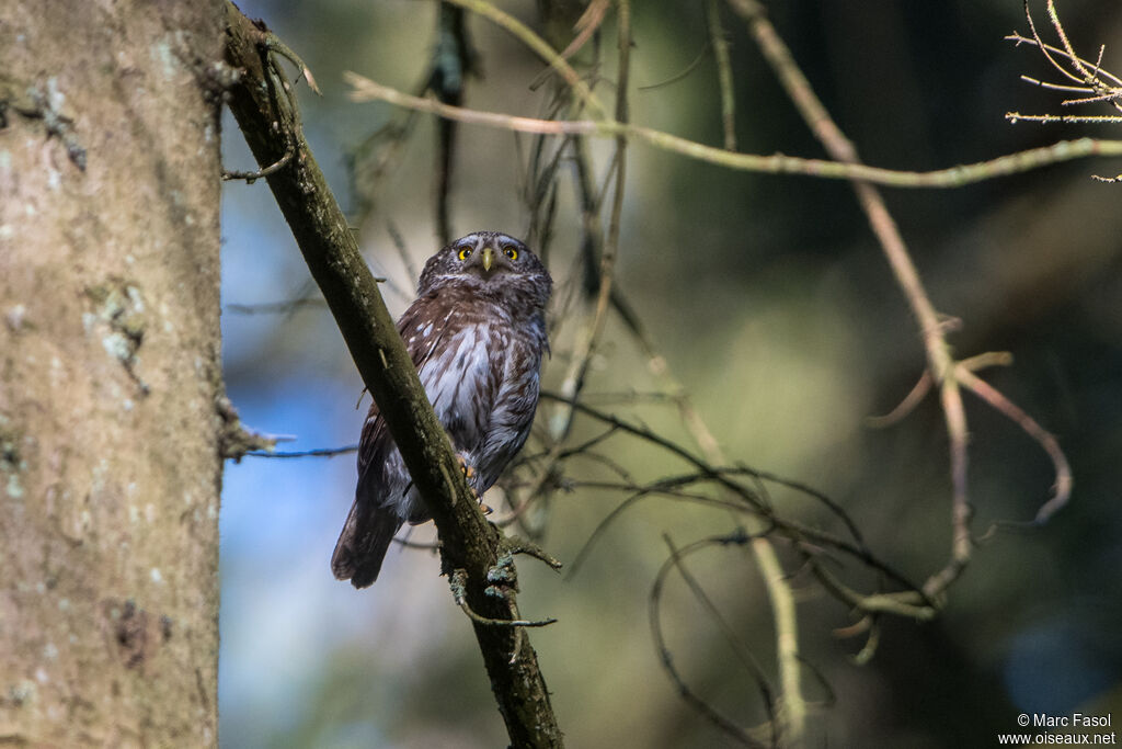 Eurasian Pygmy Owladult, identification