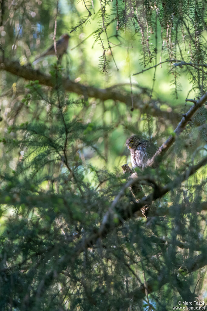 Eurasian Pygmy Owl, habitat