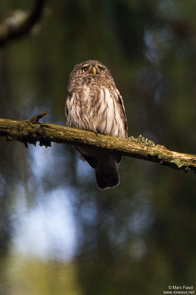 Chevêchette d'Europe femelle adulte nuptial, identification