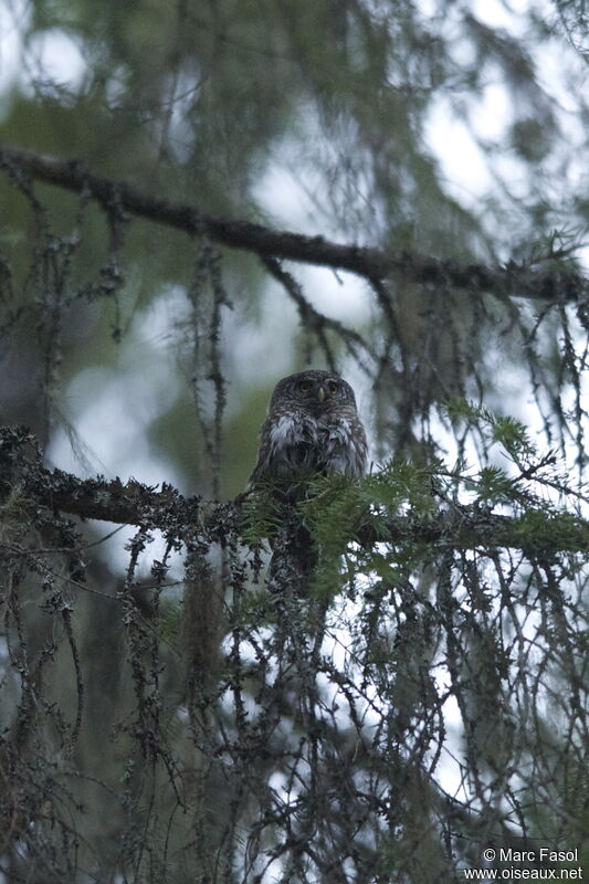 Eurasian Pygmy Owladult breeding, identification