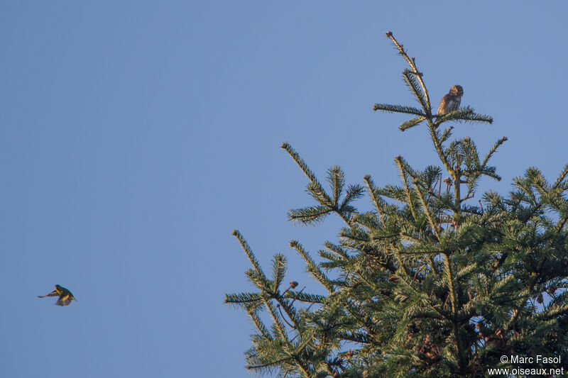 Eurasian Pygmy Owl male adult, song