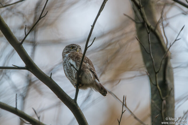 Eurasian Pygmy Owladult, identification