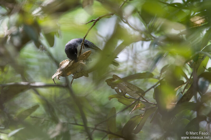 Black-capped Warbling Finchadult, eats