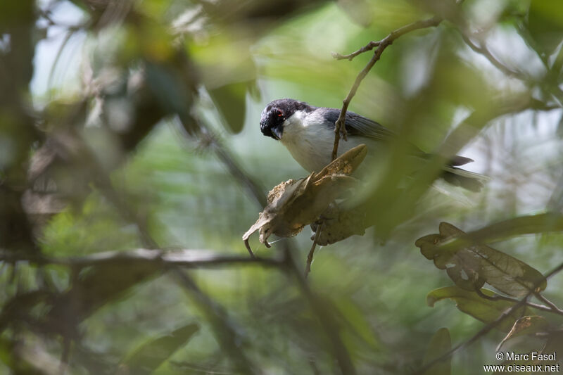 Black-capped Warbling Finchadult, identification, eats