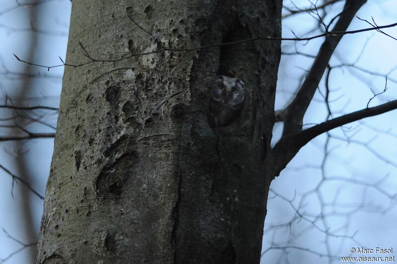 Boreal Owl male, identification, Reproduction-nesting