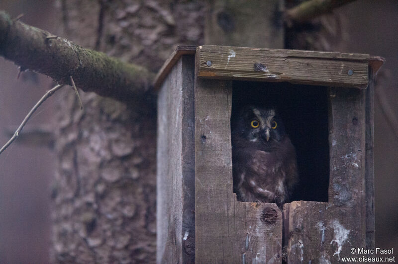 Boreal Owljuvenile, identification, Reproduction-nesting