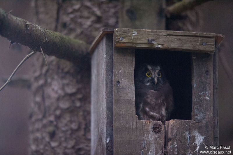 Boreal Owljuvenile, identification, Reproduction-nesting