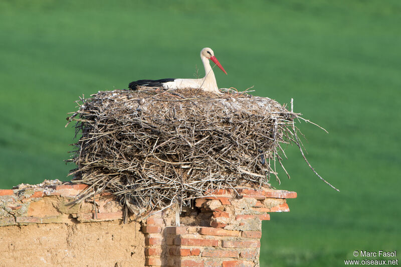 Cigogne blancheadulte nuptial, identification, Nidification