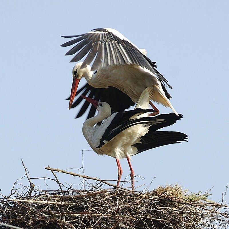 Cigogne blanche adulte nuptial