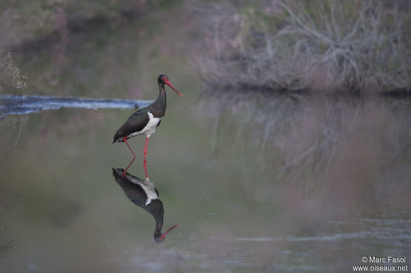 Black Storkadult breeding, identification