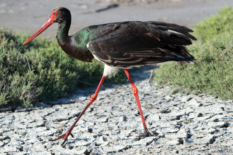 Black Storkadult, identification, walking