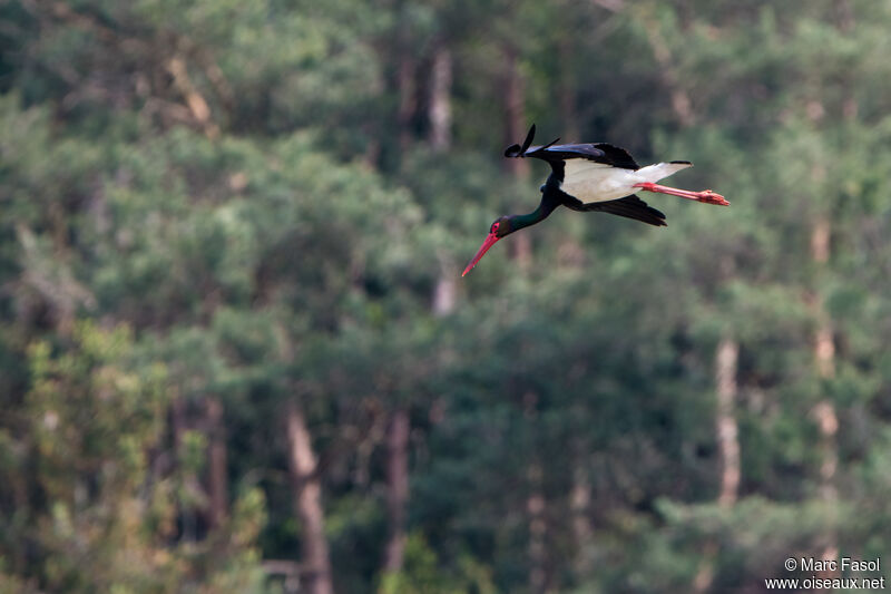 Black Storkadult, Flight