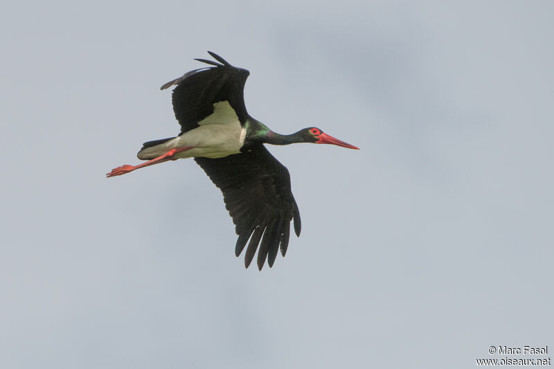 Black Storkadult, Flight