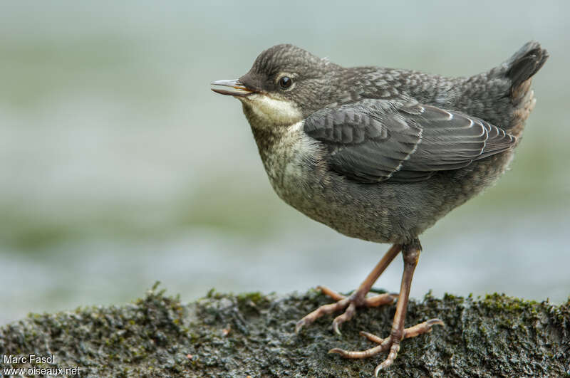 Cincle plongeurjuvénile, identification