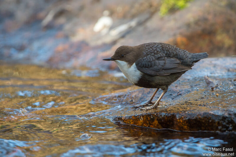 White-throated Dipperadult, identification