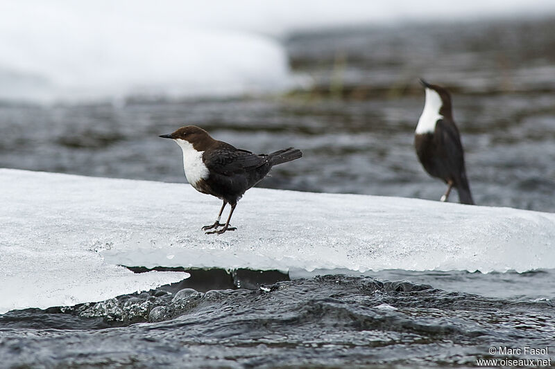 White-throated Dipperadult, courting display, song