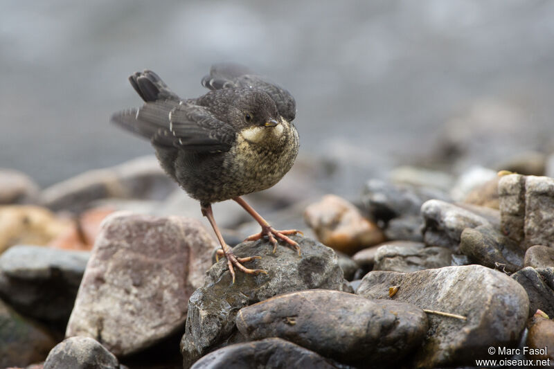 White-throated Dipperjuvenile, identification