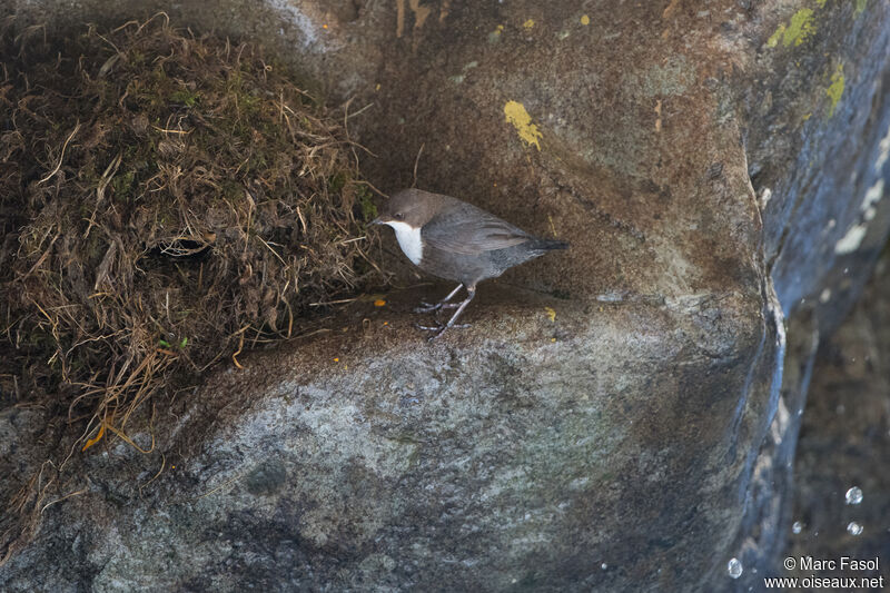 White-throated Dipperadult, Reproduction-nesting