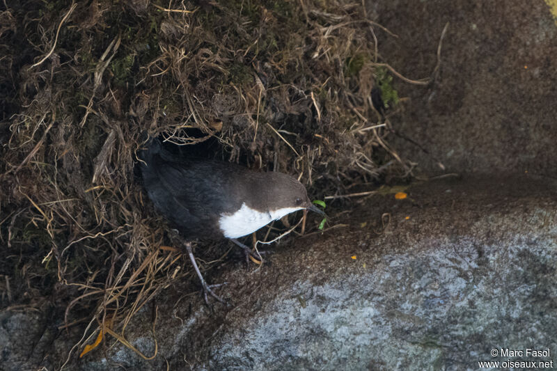 Cincle plongeuradulte, identification, Nidification