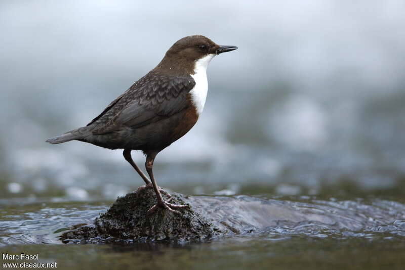 White-throated Dipper male adult breeding, Behaviour