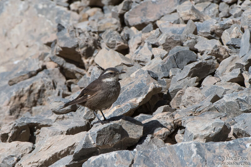 Cinclode d'Oustaletadulte, identification