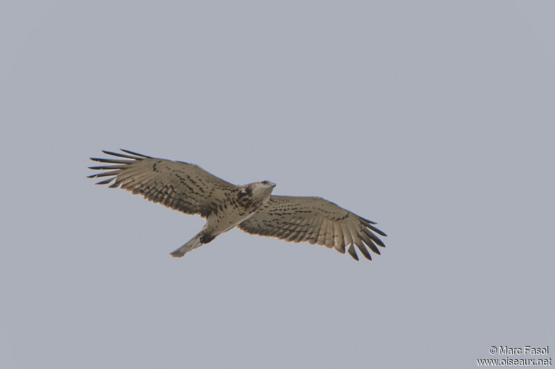 Short-toed Snake Eagleadult, Flight