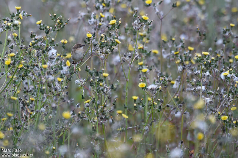 Cisticole des joncs mâle adulte, habitat, camouflage