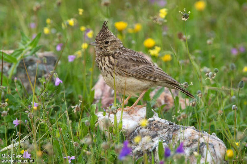 Cochevis de Théklaadulte, identification