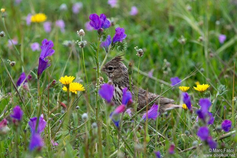 Thekla's Larkadult, identification, walking