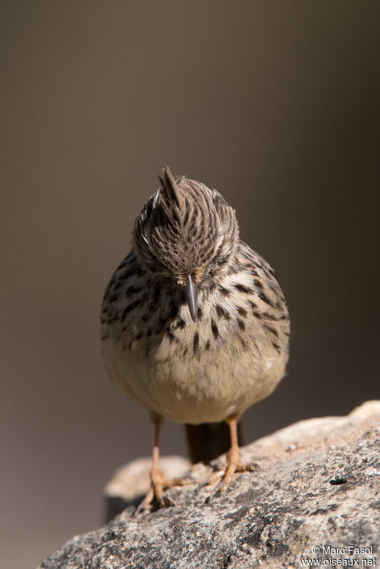 Cochevis de Théklaadulte, identification