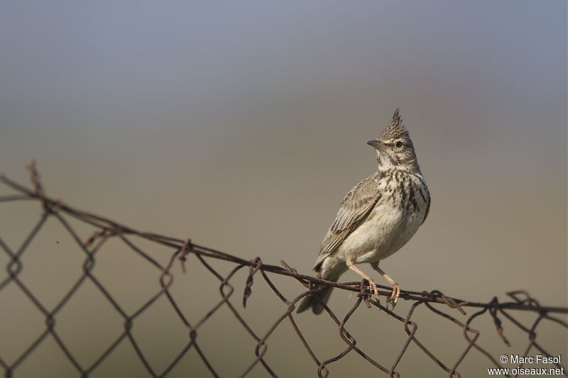 Cochevis huppé mâle adulte nuptial, identification