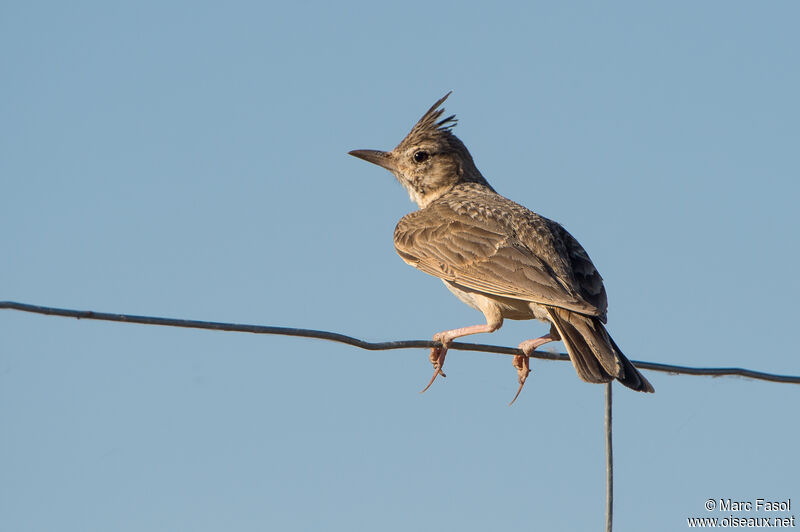 Crested Larkadult, identification