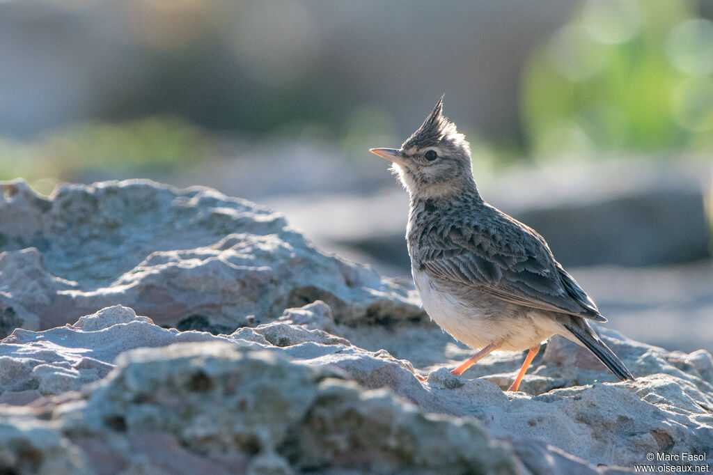 Cochevis huppé