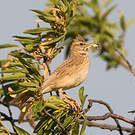 Cochevis huppé