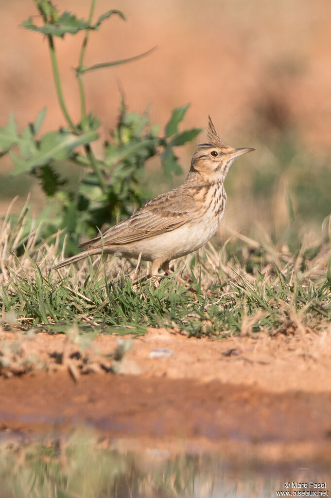 Cochevis huppé