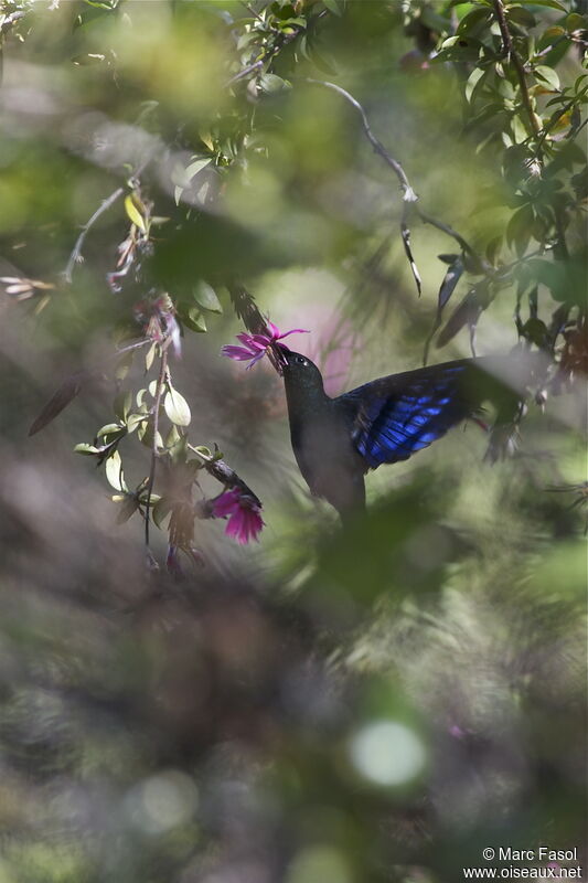 Great Sapphirewing male adult, identification, Flight, feeding habits