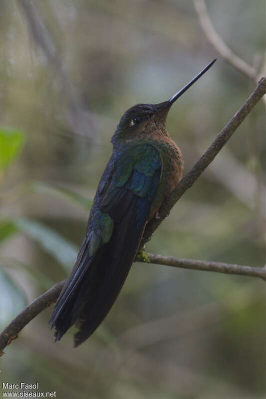 Great Sapphirewing female adult, identification