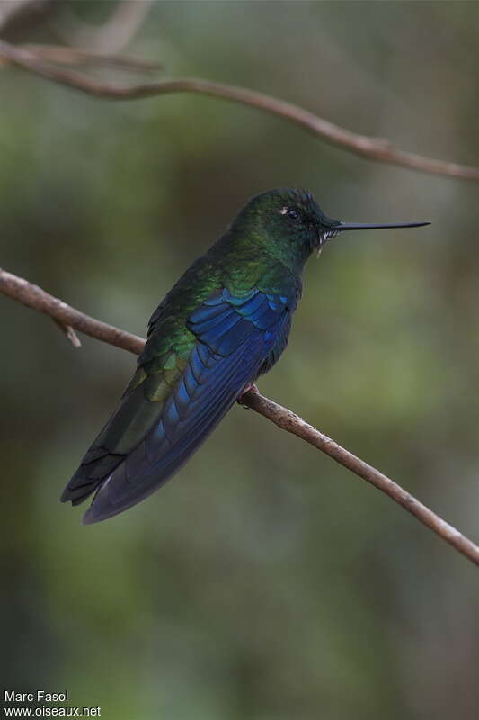 Great Sapphirewing male adult, identification