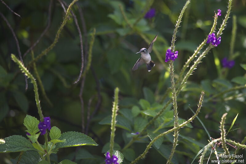 Colibri à coiffe blanche femelle adulte, identification, Vol, régime, Comportement