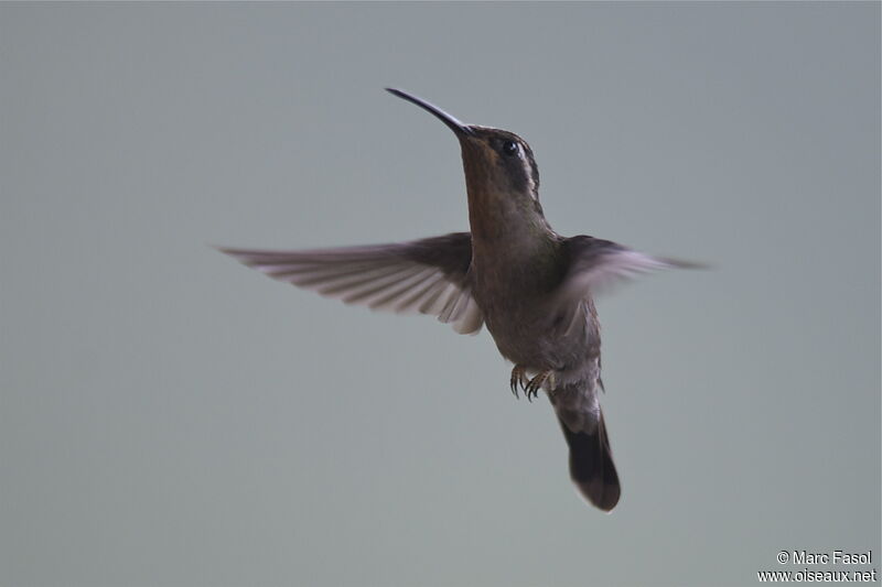 Colibri à gorge améthyste1ère année, Vol