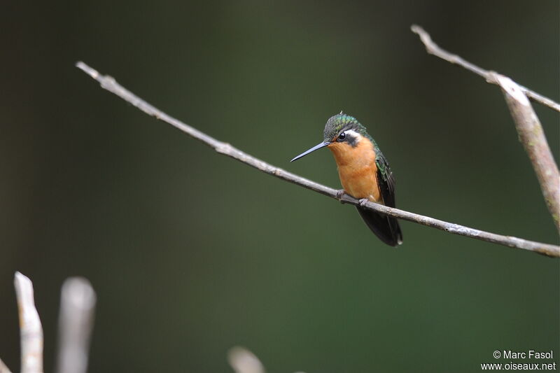 Purple-throated Mountaingem female adult, identification