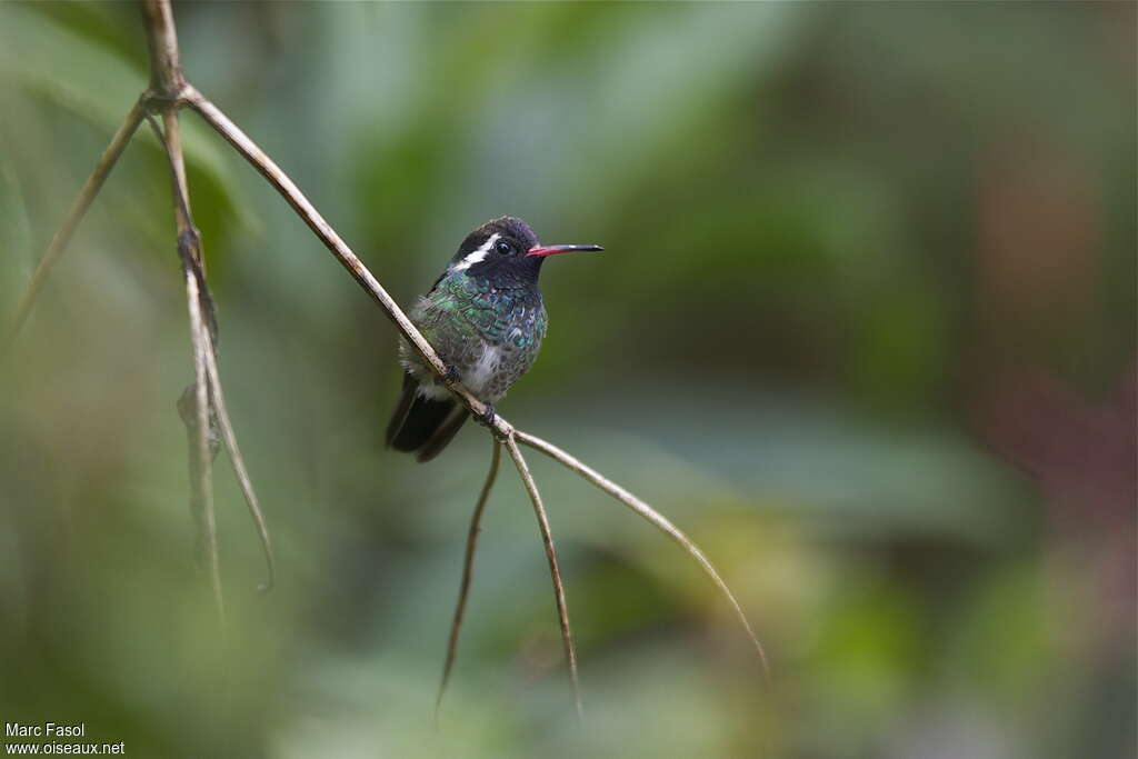 Colibri à oreilles blanches