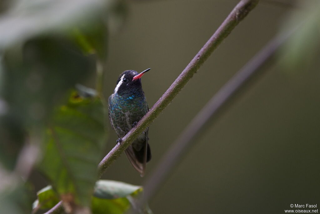Colibri à oreilles blanches