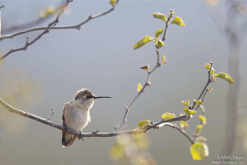 Short-tailed Woodstar female adult, identification