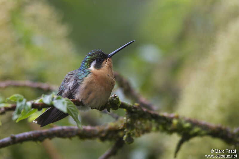 Colibri à ventre châtain femelle, identification