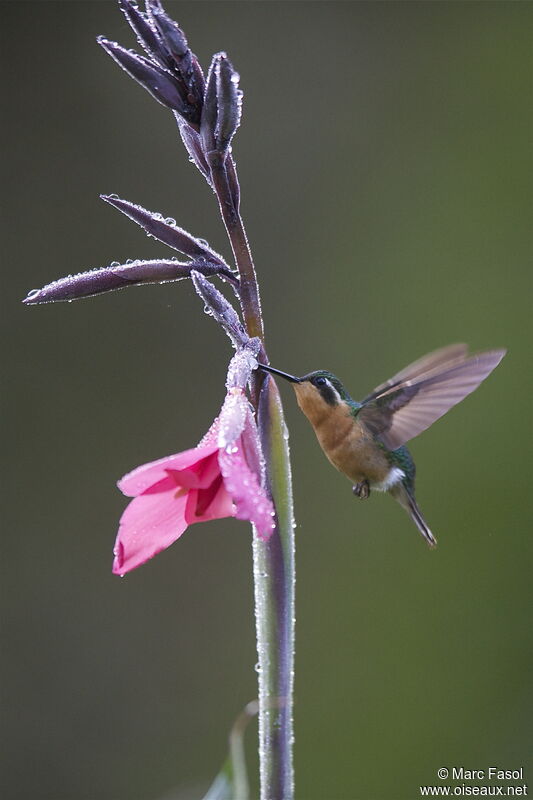 White-throated Mountaingem female adult, identification, Flight, feeding habits