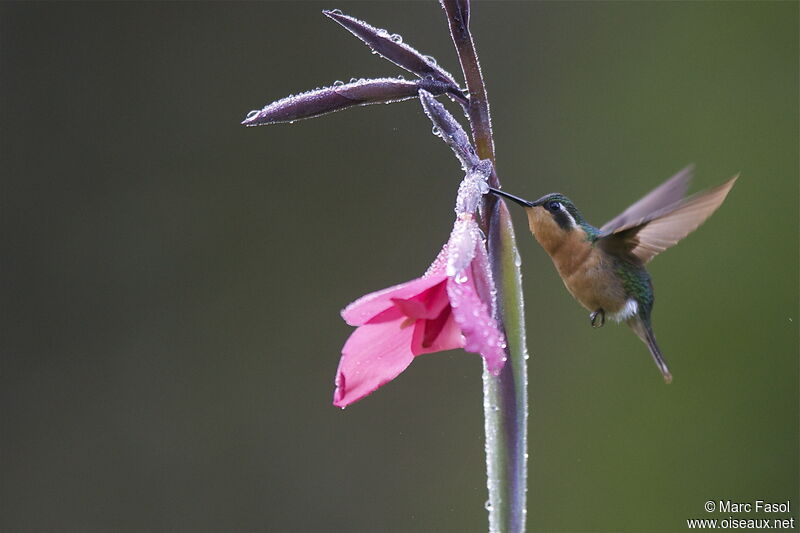 White-throated Mountaingem female adult, Flight, feeding habits