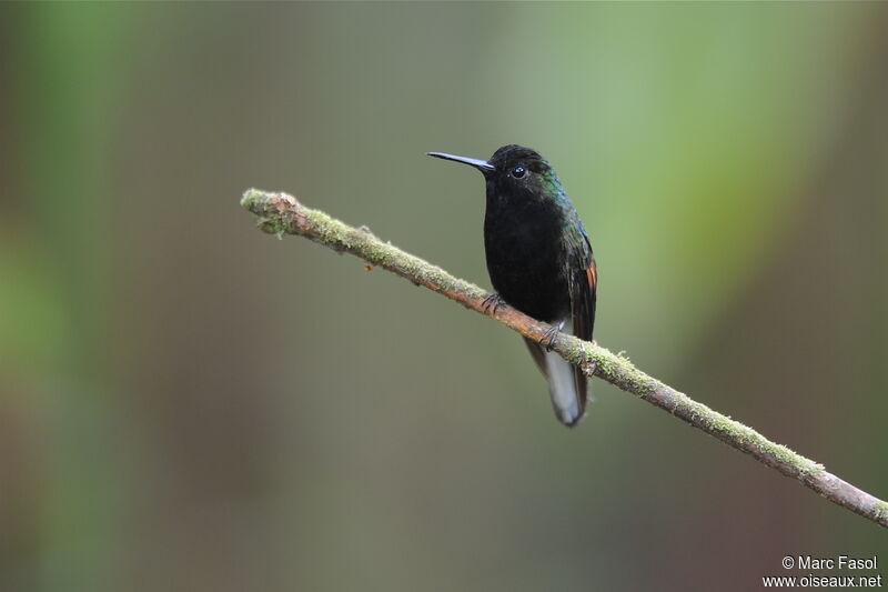 Black-bellied Hummingbird male adult, identification